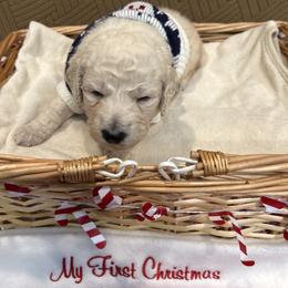 Beso - White male Poodle puppy in Mobile, Alabama from Semmy’s Standard Poodle LLC