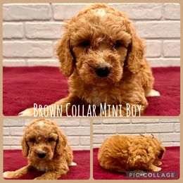 Brown Collar Boy - Red  male Goldendoodle puppy in San Augustine, Texas from Vintage Doodles