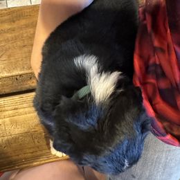 Australian Shepherd Puppies from Hayward aussies