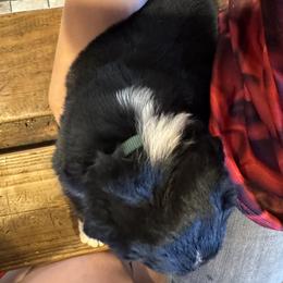Australian Shepherd Puppies from Hayward aussies