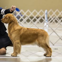 Golden Retrievers from Lone Rock Goldens