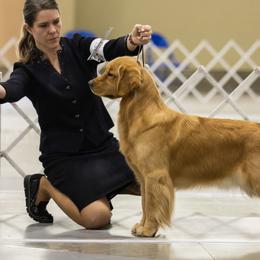 Golden Retrievers from Lone Rock Goldens