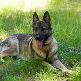 Aspen - Sable female German Shepherd puppy in Colorado Springs, Colorado from Forest Home Shepherds