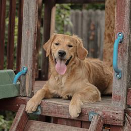 Carmel - Golden female Golden Retriever puppy in Lincoln, California from Roberts Golden Retrievers