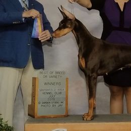Doberman Pinschers from Ledgewind Kennel