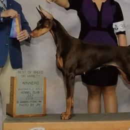 Doberman Pinschers from Ledgewind Kennel