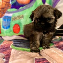 Pomeranian and Shih Tzu Puppies from Laik’s Little Shihtz & Poms