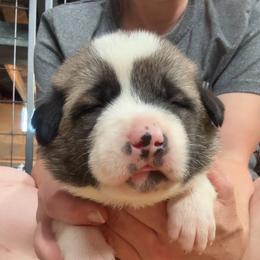 Female 3 - Biscuit and white female Anatolian Shepherd Dog puppy in Daggett, Michigan from T&S Anatolians