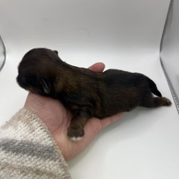 Dark red and black - Sable male Shih Tzu puppy in Citrus Heights, California from The Lion dog Shih Tzu