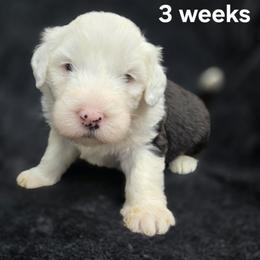 Jimmy Jr - Gray and white male Old English Sheepdog puppy in Sutherlin, Oregon from Sapphire Eyes Sheepdogs