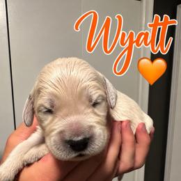 Wyatt - Orange - Light golden male Golden Retriever puppy in Eaton Rapids, Michigan from Steele Goldens