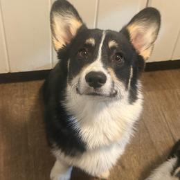 Chucky - Black and tan male Pembroke Welsh Corgi puppy in St Clair, Missouri from A Spot Of Blue Great Danes/ Marshland Corgis