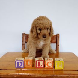 Dulce de leche - Caramel red male Australian Labradoodle puppy in Fort Defiance, Virginia from Crown Doodles