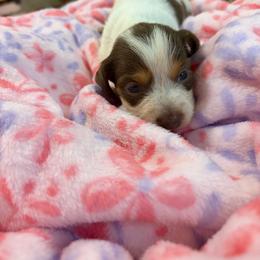 Angelica - Piebald female Dachshund puppy in Lake City, Florida from My Ditzy Doxies of Florida