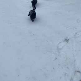 Poodle Puppies from D and D Standard Poodles