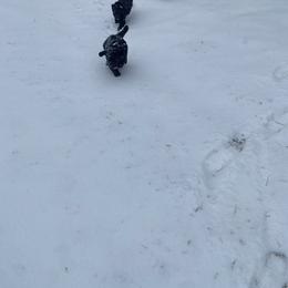 Poodle Puppies from D and D Standard Poodles