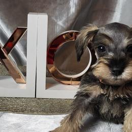 Bear ( Orange Collar) - Miniature Schnauzer puppy in Titusville, Florida from Alysha's Grandbabies