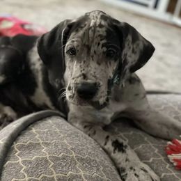 Great Danes from A20 Danes
