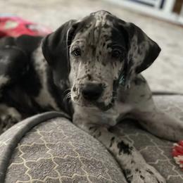 Great Danes from A20 Danes