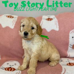 Buzz - Apricot male Goldendoodle puppy in Houston, Texas from Golden Life Doodles