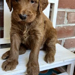 Bernedoodle and Goldendoodle Puppies from Ruby's Doodles