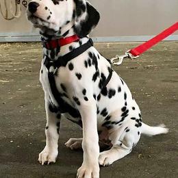 Dalmatians from Gateway Farm Dalmatians