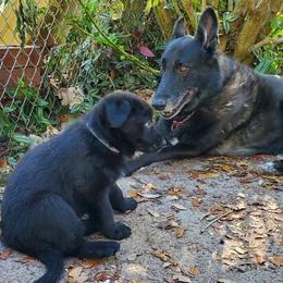 German Shepherd Puppies from Saint Pete Sheps