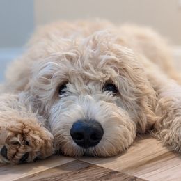 Finn - Goldendoodle
