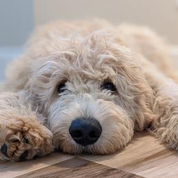 Finn - Goldendoodle