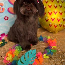 Rosy - Shih Tzu