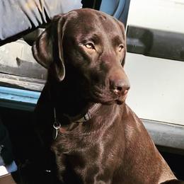 Lucy - Labrador Retriever
