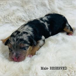 Aussiedoodle and Australian Shepherd Puppies from Homestead Aussies & Doodles