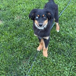 Cobra - Black tri male Miniature Australian Shepherd puppy in Bohemia, New York from Wiggle Bum Ranch