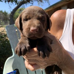 Labrador Retriever Puppies from The Sugar & Spice Ranch Labrador Retrievers