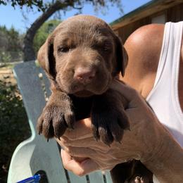 Labrador Retriever Puppies from The Sugar & Spice Ranch Labrador Retrievers