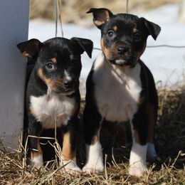 Australian Terrier and Rat Terrier Puppies from Seegmiller Standard Rat Terriers