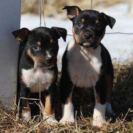Australian Terrier and Rat Terrier Puppies from Seegmiller Standard Rat Terriers