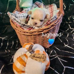 Jughead - Cream and white male Shih Tzu puppy in Ocala, Florida from Kinard's poodles and doodles