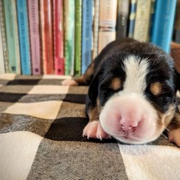 Beige Girl (Marly) - Black, white and red female Greater Swiss Mountain Dog puppy in Edinboro, Pennsylvania from Greater Swiss of Whitetail Acres