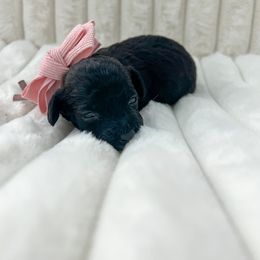 Goldendoodle Puppies from Desert Paws Doodles