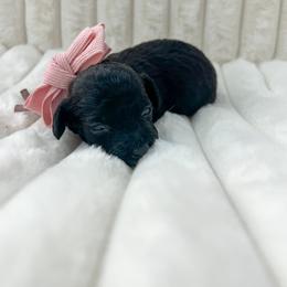 Goldendoodle Puppies from Desert Paws Doodles