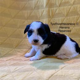 Havana - Black and white female Havanese puppy in Lovingston, Virginia from Tye River Havanese
