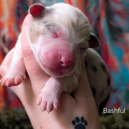 Bashful - Blue merle male Australian Shepherd puppy in Georgetown, Texas from River Reign Australian Shepherds