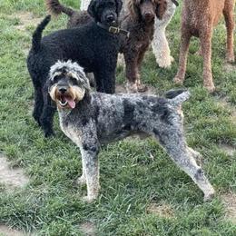 Aussiedoodle Puppies from Red Bud Beautiful Doodles