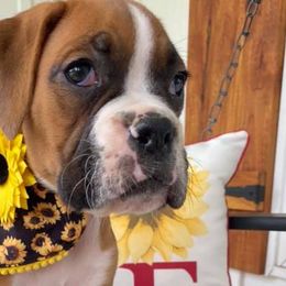 Boston Terriers and Boxers from Belue’s Boxers and Bostons