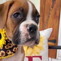Boston Terriers and Boxers from Belue’s Boxers and Bostons