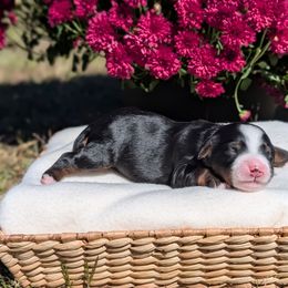 Sassafras - Tri-color female Bernedoodle puppy in Mount Pleasant, Tennessee from Amy Brewer
