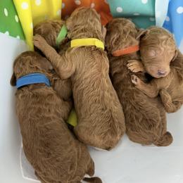 Nick - Red  male Poodle puppy in Cape Coral, Florida from Ruby the poodle