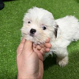 Sue - Black and white female Shih Tzu puppy in Bourne, Massachusetts from Shih Tzu Pups