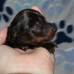 Dachshund Puppies from Dachshund Delight